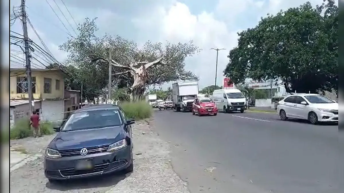 Árbol en Veracruz